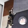 Multi Functional Wall Stickers Cat Climbing Scratching Board Self Adhesive Floor Mats Freely Customizable Self Adhesive Furniture Protection Pad