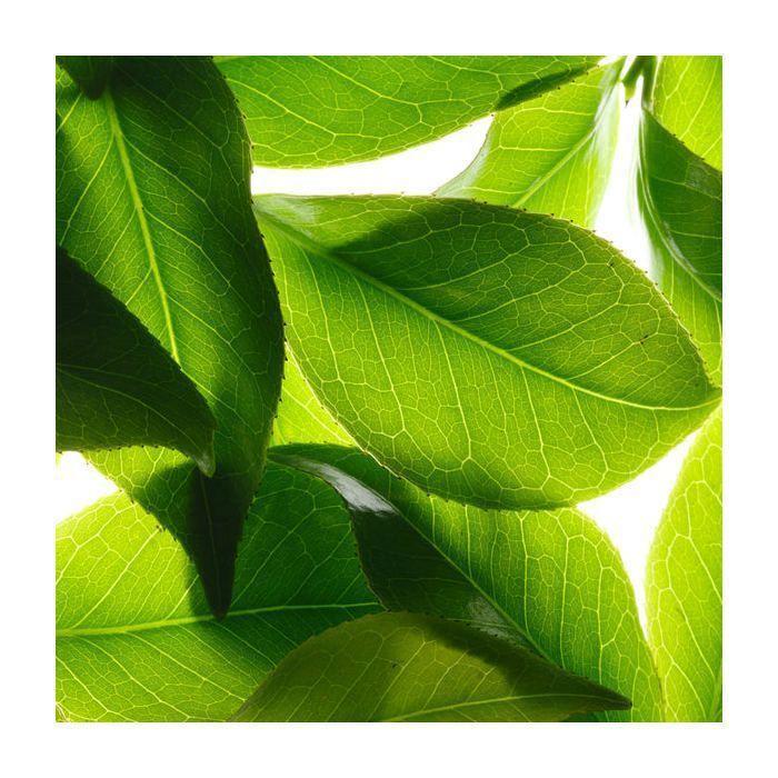 Gelée de Douche - NUXE - Rêve de Thé - 95% d'ingrédients naturels - 200ml - Sans parabène
