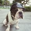 Stylish Protection Motorcycles Safety Ridding Cap Cat Hat Pet Supplies Dog Helmets