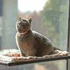 Window-Mounted Cat Hammock