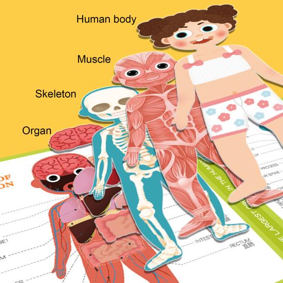 Magnetic Body Structure Puzzle Book Wooden Preschool Body Parts Learning Puzzle Book Parent-child Interactive Educational Human Anatomy Book