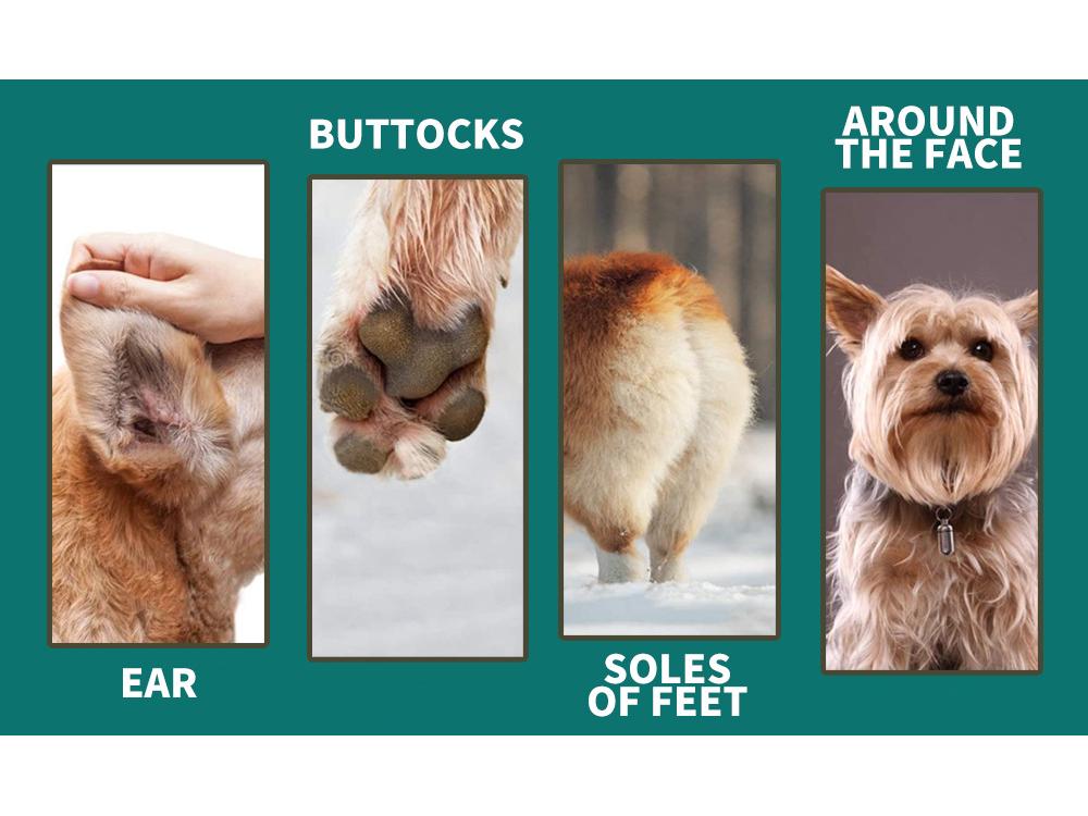 4-in-1 Electric Pet Grooming Kit: Clipper, Nail Grinder, and Paw Shaver for Dogs and Cats