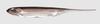 Fish Arrow Soft Lure Flash J 4 Zoll 6 Stück pro Packung # 07 (9438)