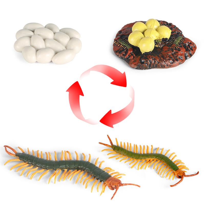 Oenux Simulation Luna Moth Salmon Butterfly Ants Life Growth Cycle Animals Model Action Figures Educational Miniature Kids Toy