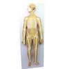 ENOVO Human Nervous System Anatomical Model