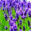 Lavender Dry Flower Tea Herbal Blooming Gift for Sleep 50g