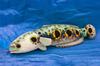 Takeoff Snakehead Realistic Cute Fish Series