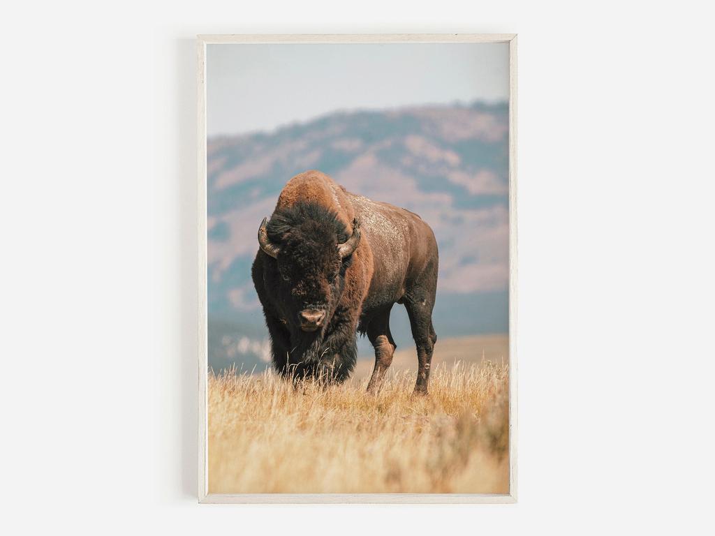 Wildlife Wall Art Western Country Rustic Print Buffalo Bull Elk Cowboy Horse Yellowstone Bison Canvas Painting Home Decor