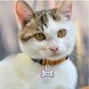 Bronze VIP Individuell Gravierbar Haustier ID-Marke Personalisierte Hausnummer Hund Katze Namensschild Halsband ID Anhänger