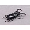 BACALYSO | Nirvana Rhinoceros Stag Beetle Figure, Refrigerator Ornament, Magnetic, Realistic Insect Beetle, Resin, Adult-Friendly, Plastic Model Toy,