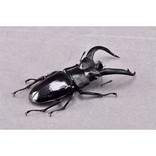 BACALYSO | Nirvana Rhinoceros Stag Beetle Figure, Refrigerator Ornament, Magnetic, Realistic Insect Beetle, Resin, Adult-Friendly, Plastic Model Toy,