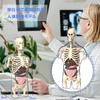 HYEANHLPYE Human Anatomy Model Toy, Human Body Model Toy, Mannequin, Transparent Half-Body with Detachable Organs and Skeleton Model, Disassembly Puzz