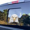 Weißkopfseeadler Vinyl-Aufkleber Perfekt für Auto-Fenster Kratzfeste Auto-Aufkleber für Schubladen Fenster-Tassen Laptops Wände