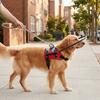 Reflektierender Blindenhund-Sicherheitsstoßfänger Verstellbarer Atmungsaktiver Antikollisionsring Bequemer Sicherheits-Blindenhund-Aufprallring Tägliche Nutzung