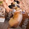 Lebensechtes Tier Hund Kissen 50cm Sofakissen Stofftiere Neu 3D Hundefiguren Kissen Geschenke