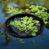 Pond Plant Protector Floating Island Fish Barrier Fine Mesh Round Netting Protects Plants from Aquatic Animals for Pond Plants