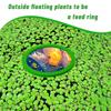 Aquarium Floating Plant Rings 5pcs/set Fish Tank Fish Feeding Rings Floating Grass Blocking Rings Pond Aquarium Accessories