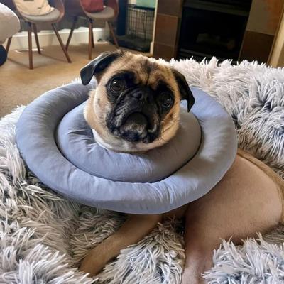Hundekegel Halsband Weiches Verstellbares Donut-Halsband mit Kordelzug Hunde-Kegel Alternative nach Operationen für Große Mittelgroße Kleine Hunde Und Katzen
