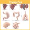 Pvc Organs Human Model Set Montessori Teaching Toy For Kids Science Learning