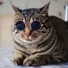 Pet Cat Glasses Dog Glasses Pet Products for Little Dog Cat Eye Wear Dog Sunglasses Photos Props Accessories Pet Supplies Toys