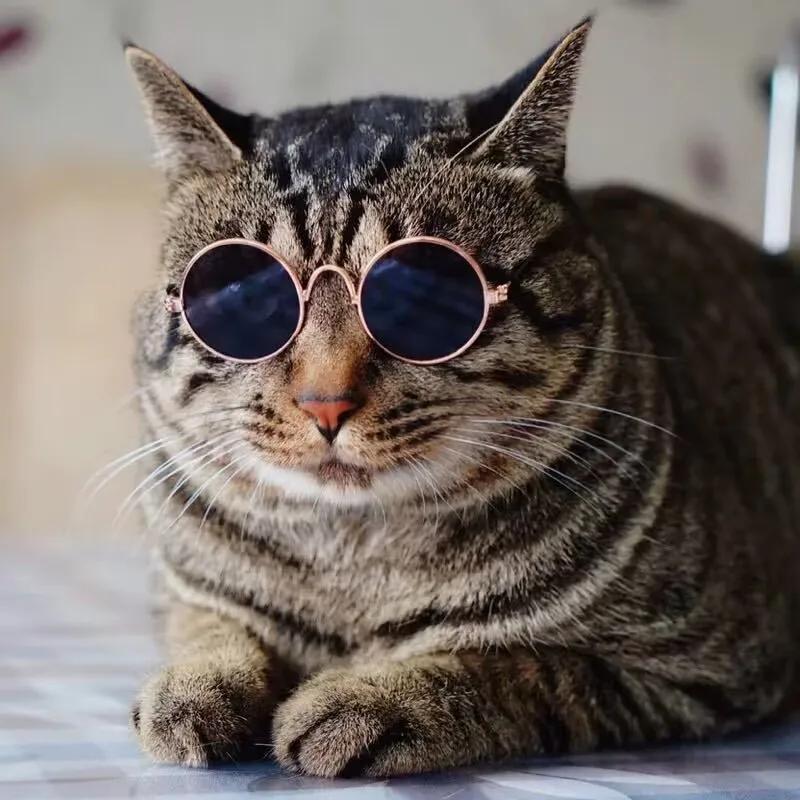 Pet Cat Glasses Dog Glasses Pet Products for Little Dog Cat Eye Wear Dog Sunglasses Photos Props Accessories Pet Supplies Toys