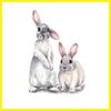 Wall Stickers Removable Vinyl Sticker Cute Animal 3D Bunnies Rabbits Decorative Wall Stickers Restaurant Shop for Living Room, Bedroom and Room Wall