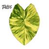 Botanical Fridge Magnets 3D Tropical Plants Refrigerator Magnet, Acrylic Green Decorative Plant Home Decor Memo Notes Photo Holder for Kitchen Office
