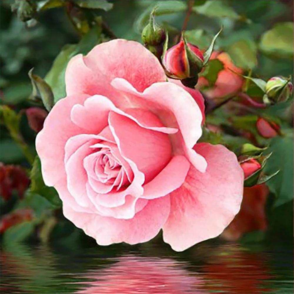 

5D алмазная живопись цветок полная квадратная дрель Алмазная вышивка украшение комнаты хрустальная мозаика изображение горный хрусталь