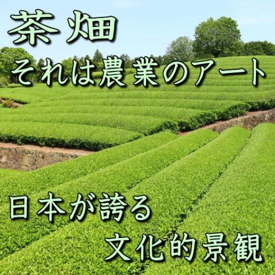 Mino Ware Japanese Tableware Tea Plantation 13cm Set of 5 Bowls Made In Japan Microwave Safe Dishwasher Safe Small Bowl