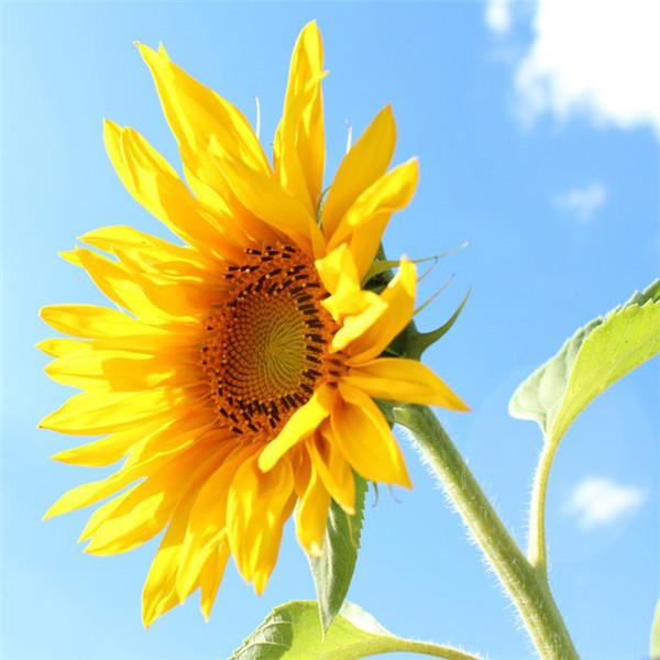 

Полный круглый алмаз картина подсолнух горный хрусталь комплект Алмазная вышивка цветок Алмазная мозаика ремесленный домашний декор Full Round 20x20CM