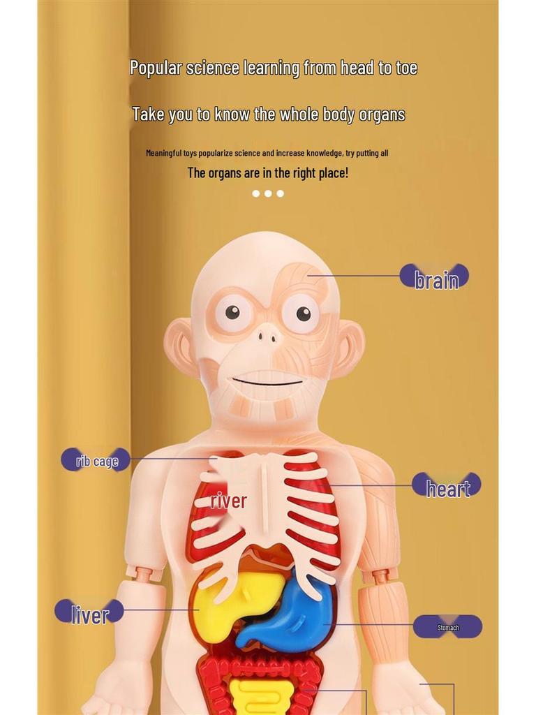 DIY Human Organ Model Kit: STEM Science Toys for Kindergarten Early Education