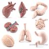 Miniature Human Organ Model Student Experimental Learning Medical Human Body Structure Simulation Teaching Tool