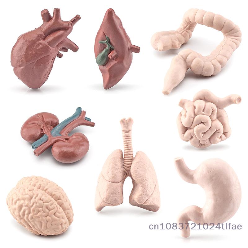 Miniature Human Organ Model Student Experimental Learning Medical Human Body Structure Simulation Teaching Tool