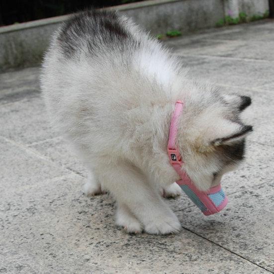 Hundemaulkorb Weich Hohlmaschen Atmungsaktiv Hundemaulschutz Beißschutz Verstellbarer Riemen Vordere Öffnung Bruchsicher Kleine Mittlere Große Hunde Anti-Biss