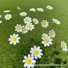 White Chamomile Ceramic Daisy Flower Ornament