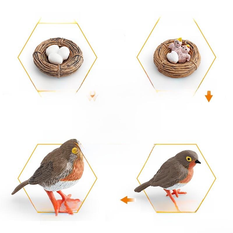 Childrens Parrot Model Pvc Growth Cycle Educational Bird Display For Kids