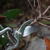 Ash Wood Handle Scissors Gardening Scissors Branches Fruit Tree Fruit Branch Pruning Scissors Flower Scissors Thick Branch Sciss