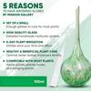 6pcs Plant Watering Globes - Small Glass Self Watering Bulbs Up To 5 Days of Irrigation - for Indoor & Outdoor Plants