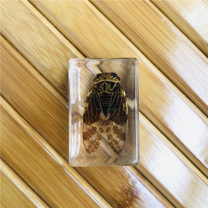 Okazy Owadów: Prawdziwy Pająk, Skorpion, Osa Błotna w Przezroczystej Żywicy do Nauczania i Dekoracji