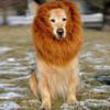 Decoration Costume Pet Accessories Christmas Party Mane Pet Supplies Lion Headgear Dog Wig