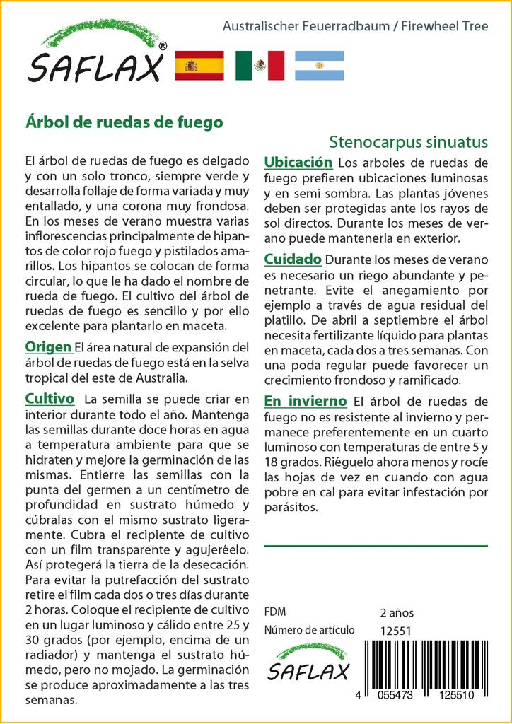 SAFLAX Firewheel Tree - 20 semen - Se substrátem pro lepší pěstování - Stenocarpus sinuatus
