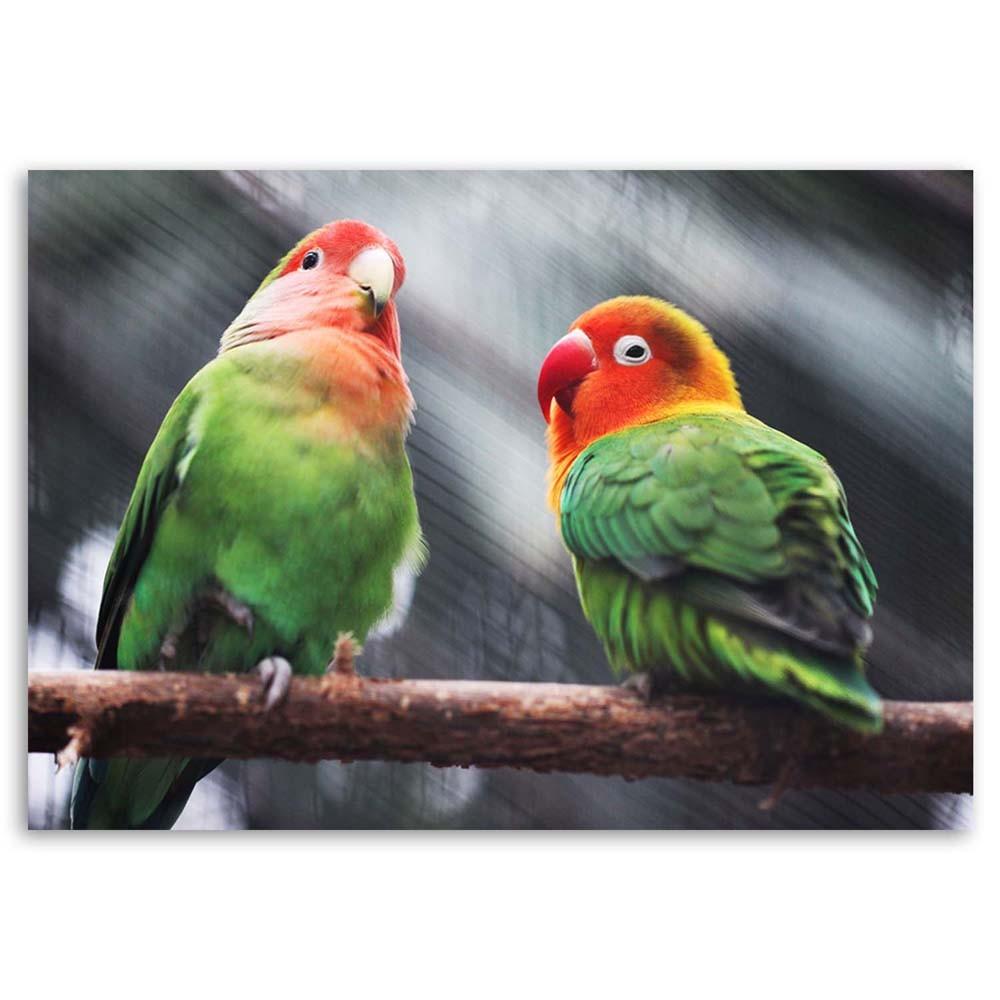 Canvas Print, Coloured Parrots