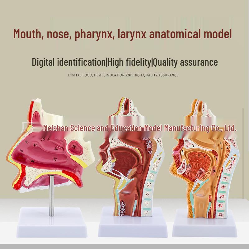 Human Nasal Cavity & Pharynx Anatomical Model - ENT Teaching Tool