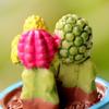 Bonsai Lifelike Eye-catching Miniature DIY Fairy Succulents Decorations for Garden
