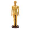 Acupuncture Model Accurate Full Body Human Acupoint Model with Base Rotatable Arms for Teaching Student Demonstration