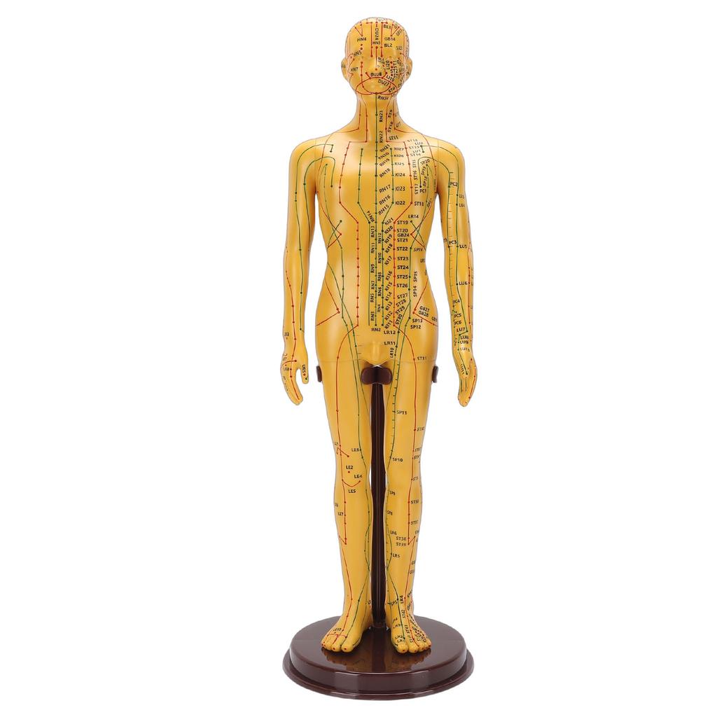 Acupuncture Model Accurate Full Body Human Acupoint Model with Base Rotatable Arms for Teaching Student Demonstration