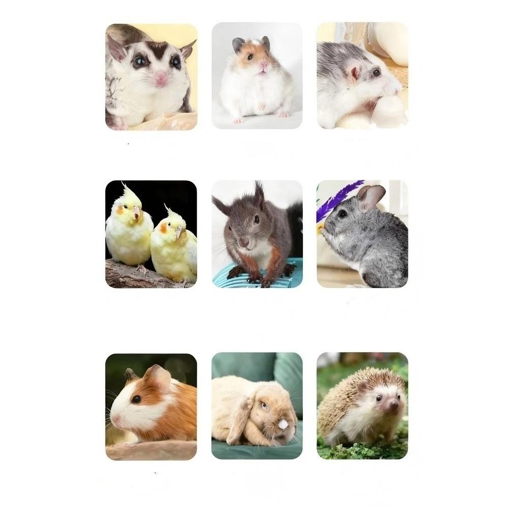 Transparent Window Parrot Carrier Bag Breathable Holes Bird Transport Cage  Activities