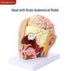 Removable Brain and Cerebral Artery Human Head Anatomy Model