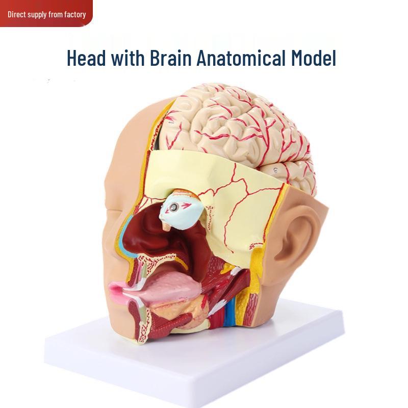 Removable Brain and Cerebral Artery Human Head Anatomy Model