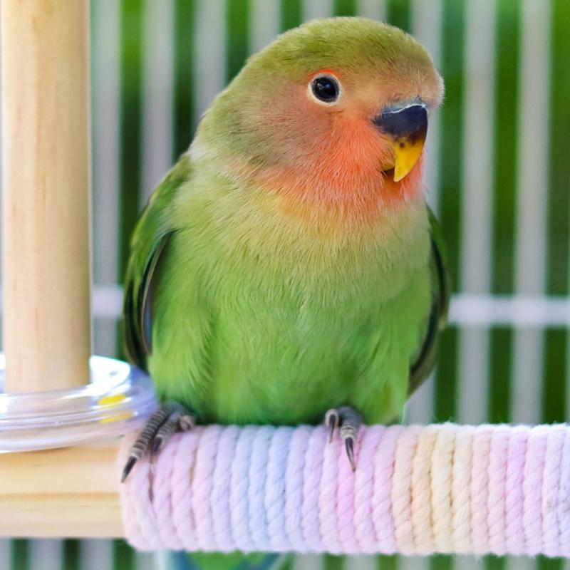 Interactively Parrots Swing Toy Cotton Rope Perches Training Bird Balance Toy For Cage Climbing Exercise Training